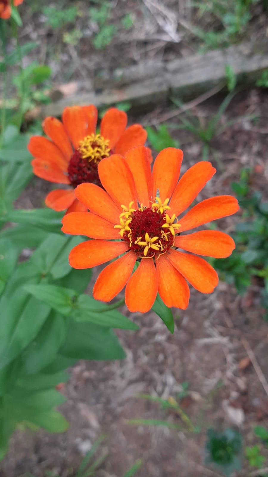 Flor 4