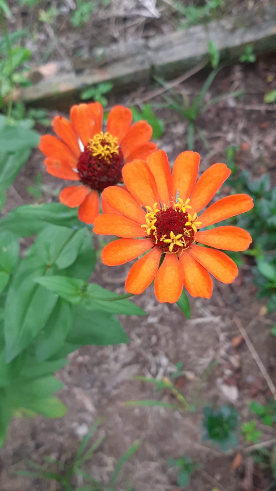 Flor 5