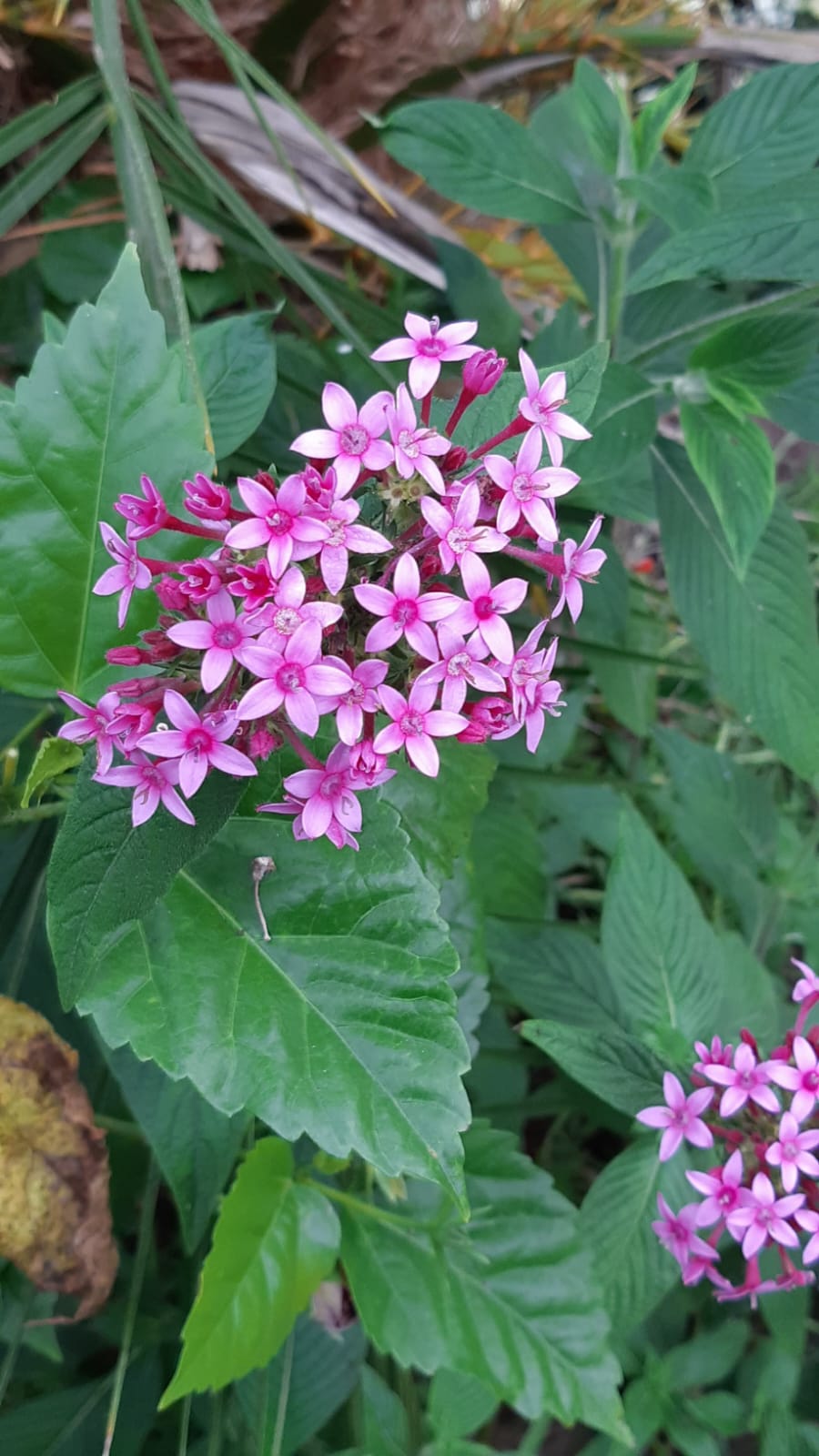 Flor 6
