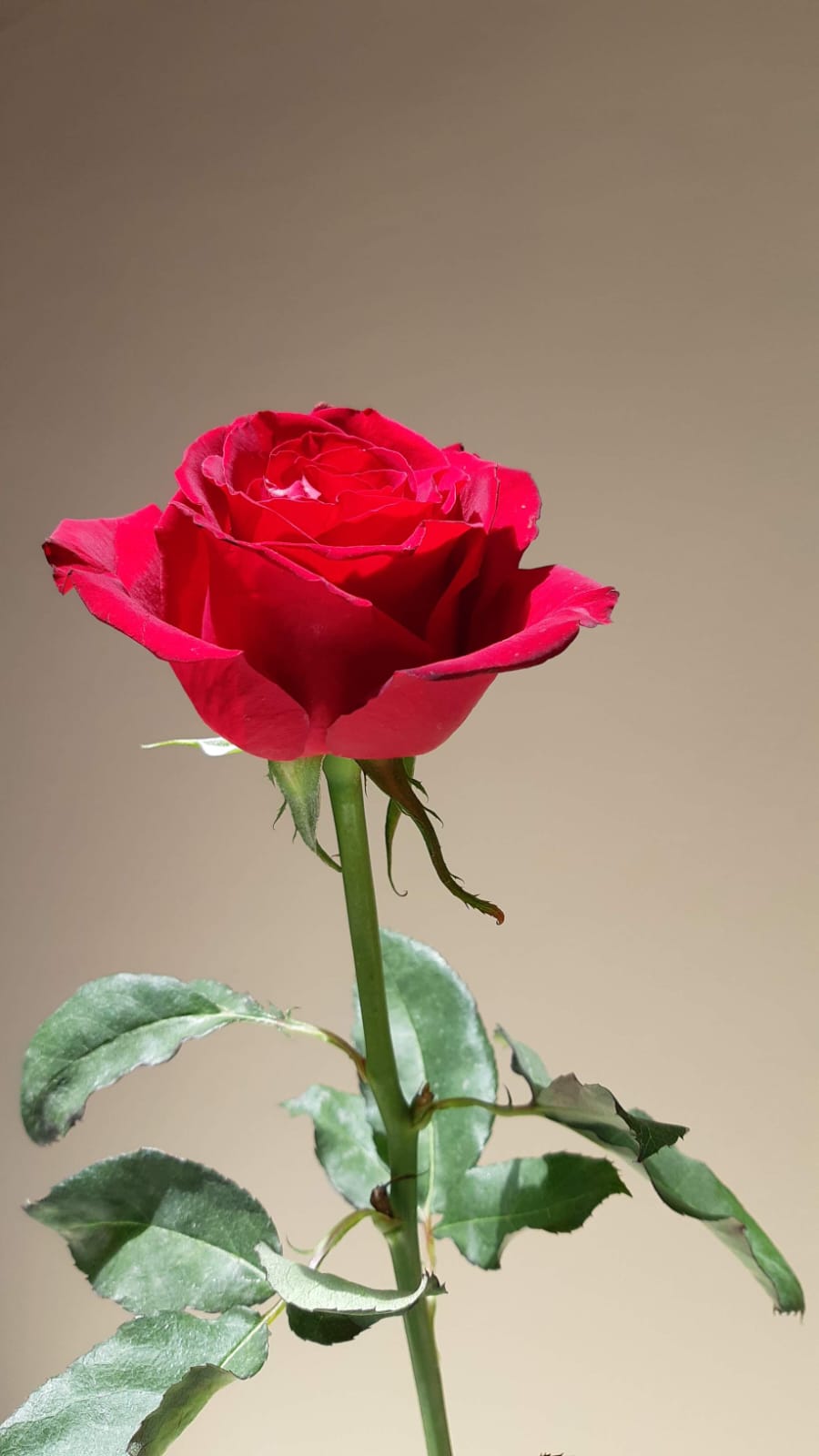 Flor 7