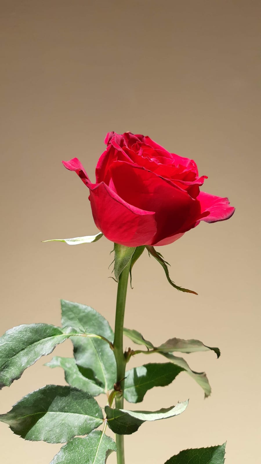 Flor 8